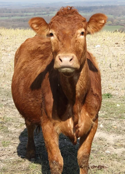 Britse koe — Stockfoto