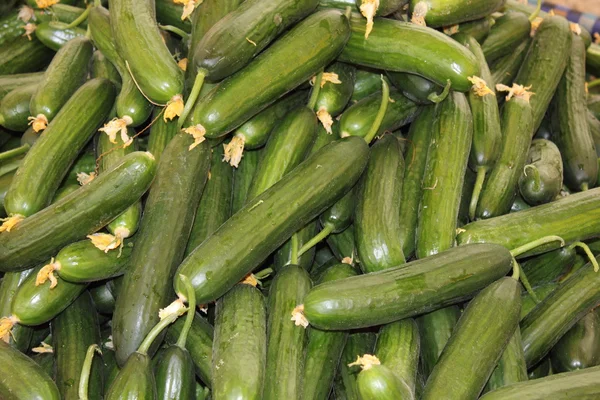 Fresh market produce of cucumber — Stock Photo, Image
