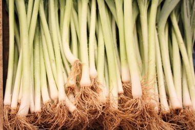 Fresh market produce of spring onion clipart