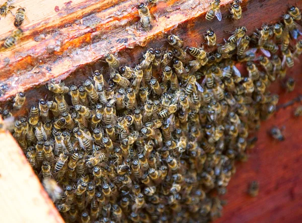 蜜蜂在蜂巢 — 图库照片