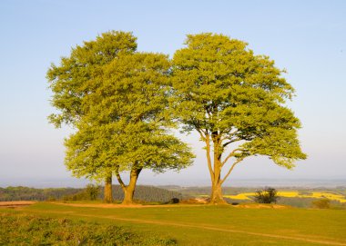 Beech trees on Cothelstone Hill on the Quantock Hills in Somerset clipart