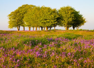 Kayın ağaçları ve bluebells