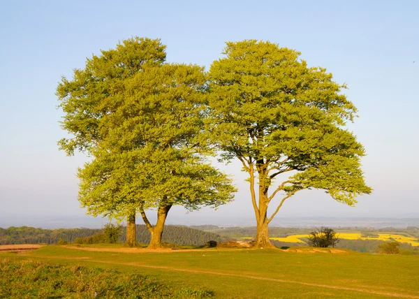 Bokträd på cothelstone kulle på quantock hills i somerset — Stockfoto