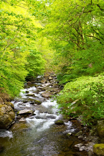 Watersmeet near Lynton and Lynmouth in Devon — Stock Photo, Image