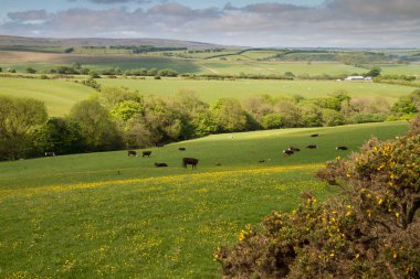 The Exmoor National Park in Devon near Lynmouth clipart