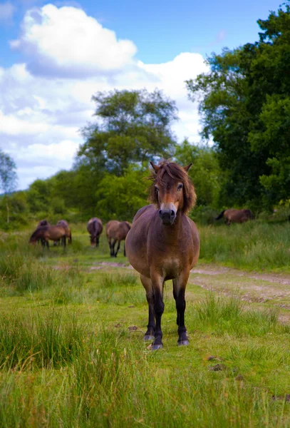 Exmoor-ponnien Exmoor nasjonalpark Somerset England – stockfoto