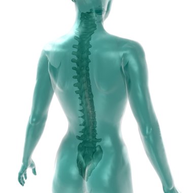 Women's spine on white clipart