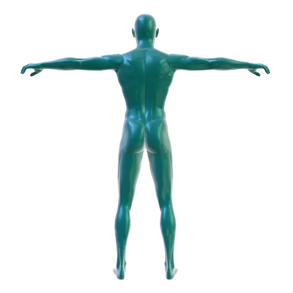 Male body on white, back view — Stock Photo, Image
