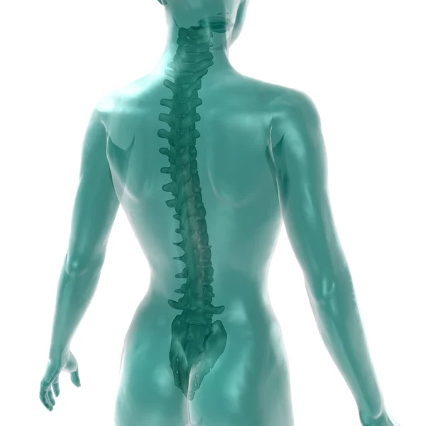 Women's spine on white — Stock Photo, Image