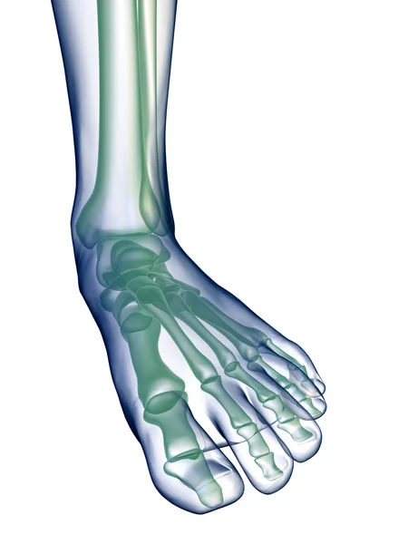 Radiographie du pied sur fond blanc Photos De Stock Libres De Droits