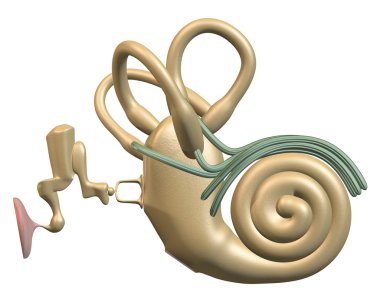 Inner ear front view clipart