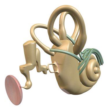 Inner ear three-quarter view clipart