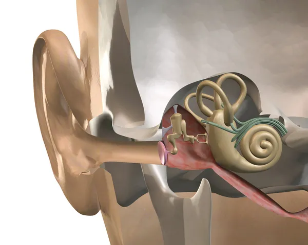 Secção transversal da orelha interna — Fotografia de Stock