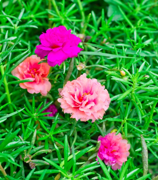 Colorful portulaca flower in the garden — Stock Photo, Image