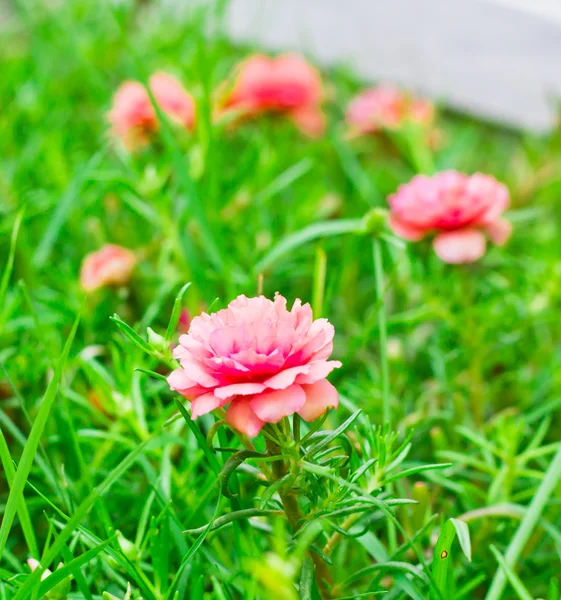 Портулака цветок в саду — стоковое фото