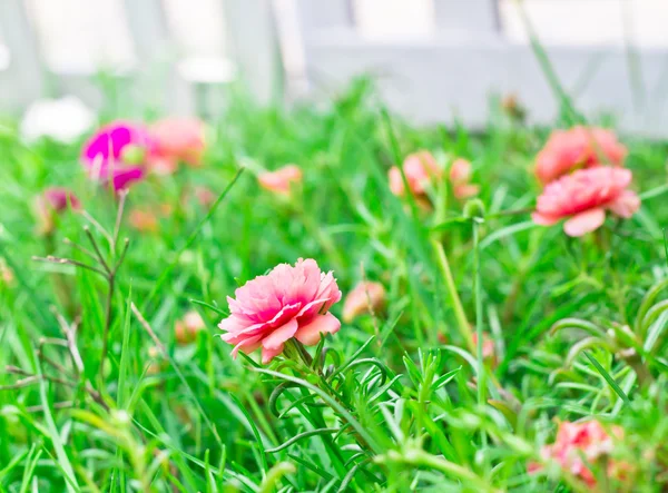 庭のポルトラカの花 — ストック写真