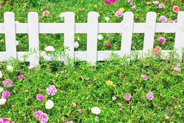 stock image Colorful portulaca flower in the garden