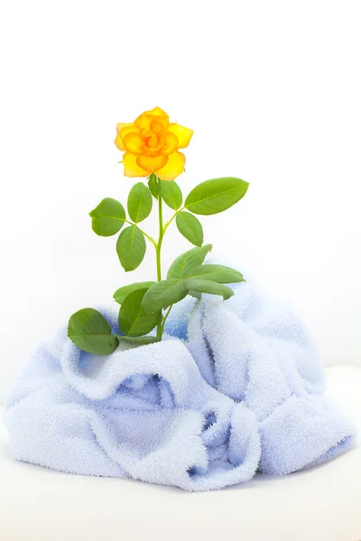Gele roos op doek — Stockfoto