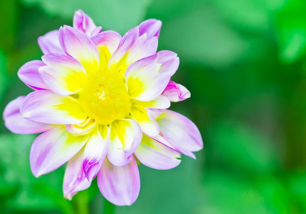 Dhalia květ v zahradě — Stock fotografie