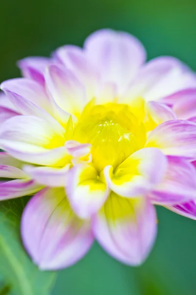 Dhalia flor en el jardín — Foto de Stock