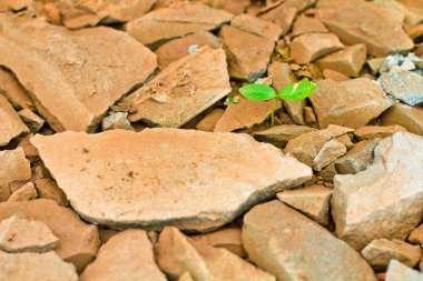 Green sprout growing from broken stone clipart