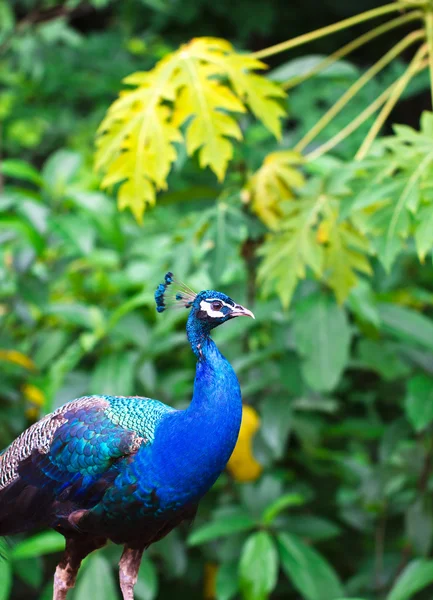 stock image Peacock