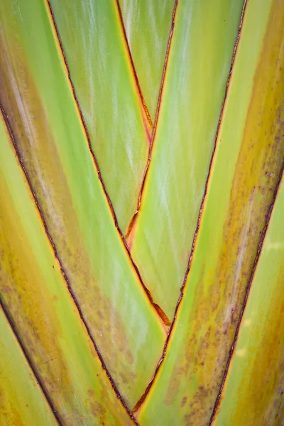 Leaf bases on a Traveller's tree (Ravenala) — Stock Photo, Image