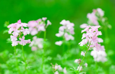 pembe verbena çiçek