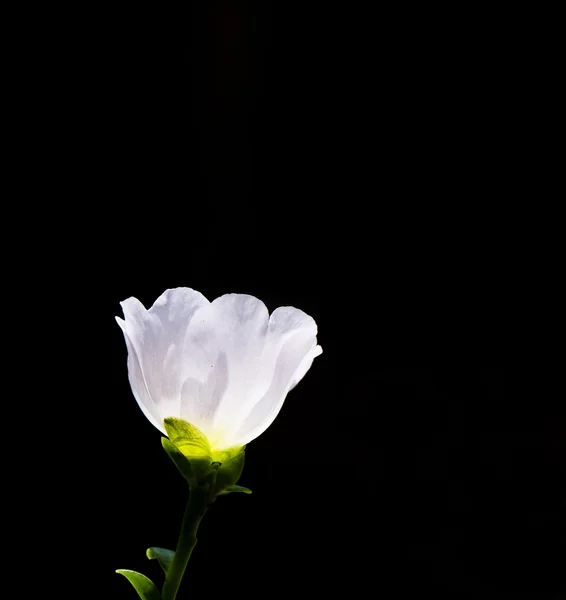 Белый цветок Purslane — стоковое фото