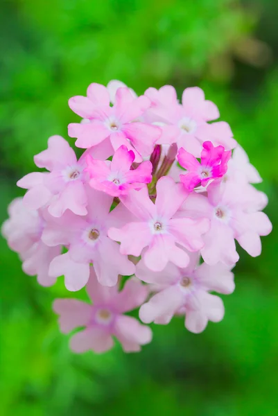 Flor de Verbena — Foto de Stock
