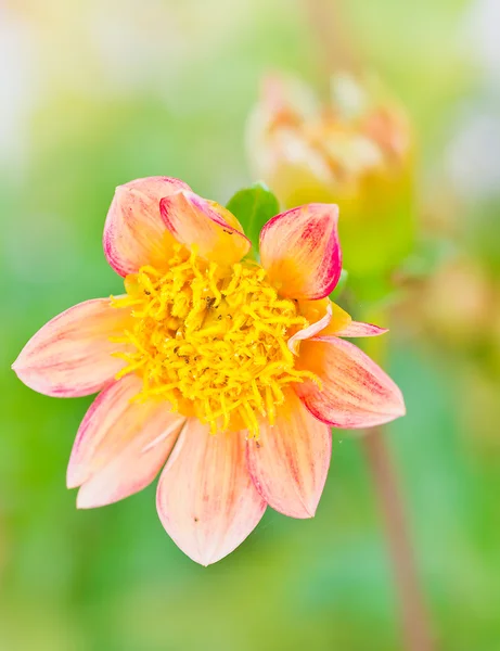 Dahlia květiny — Stock fotografie