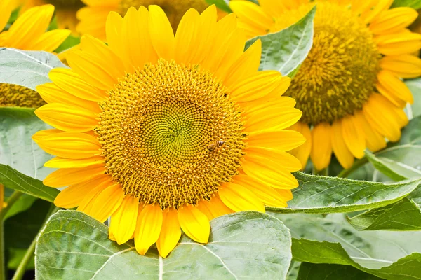 Bee och solrosor — Stockfoto