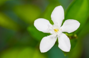 Stephanotis flower clipart