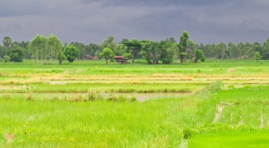 Yeşil pirinç tarlası