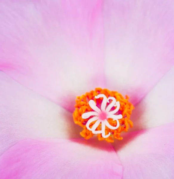 Magentar Portulaka kwiaty — Zdjęcie stockowe