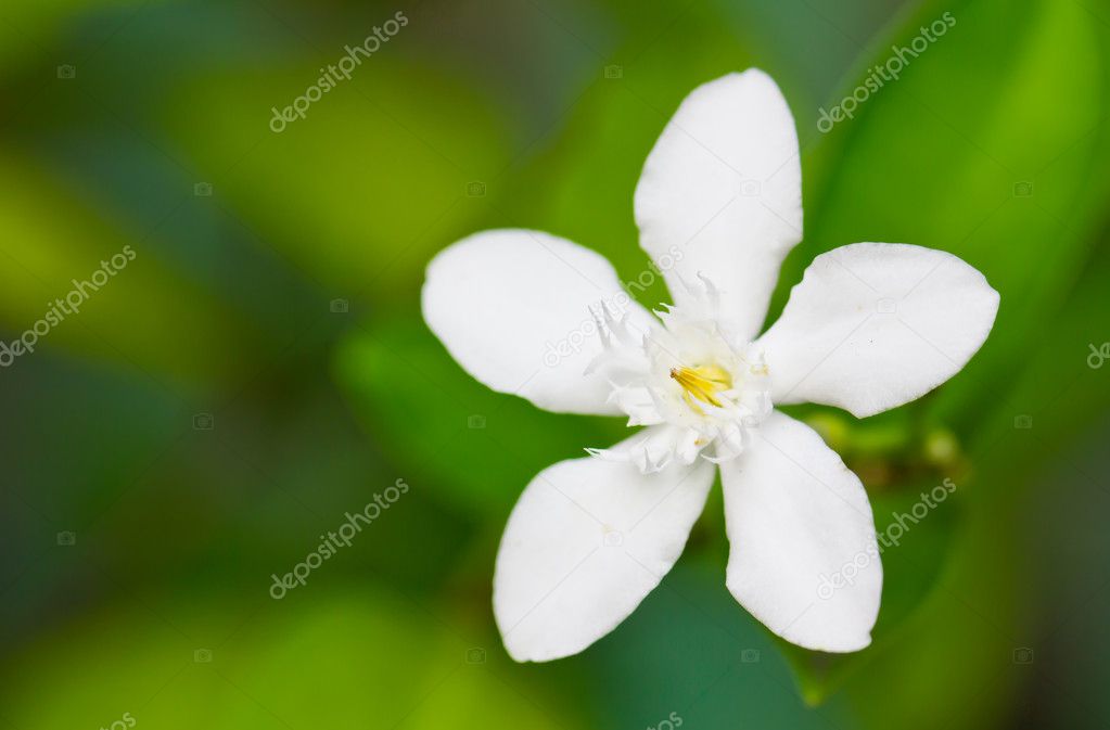 Stephanotis flower
