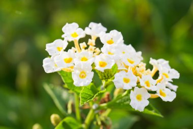 Lantana camara çiçek