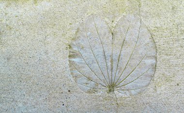 Bauhinia aureifolia leaf on cement floor clipart