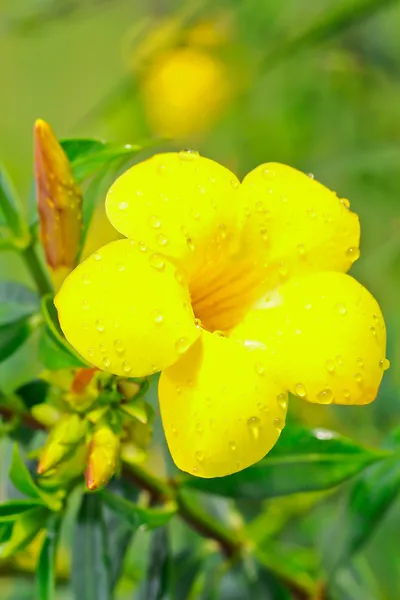 Žlutý květ Mandevilla (Dipladenia) — Stock fotografie