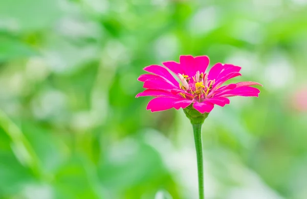 マゼンタ百日草の花 — ストック写真
