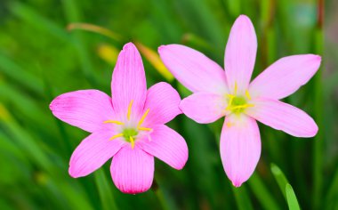 Zephyranthes