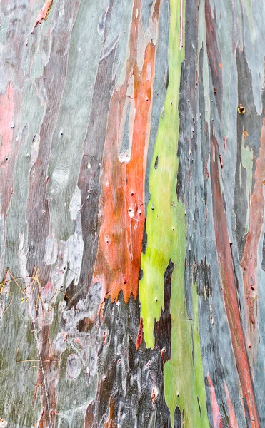 stock image Tree bark