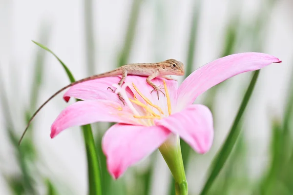Réptil em flor — Fotografia de Stock