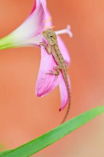 Reptil på blomma — Stockfoto