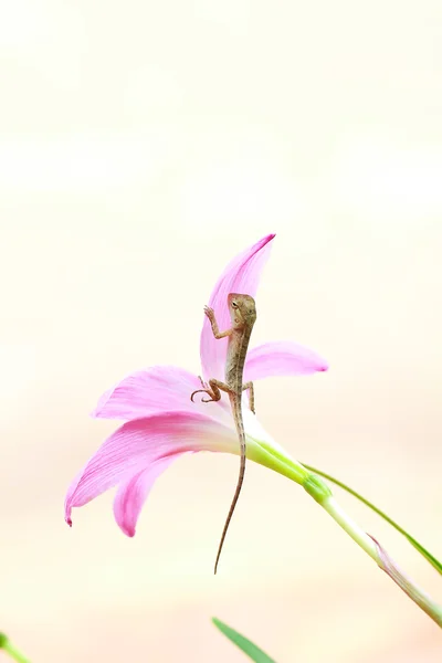 Reptil på blomma — Stockfoto