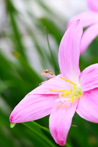花の爬虫類 — ストック写真