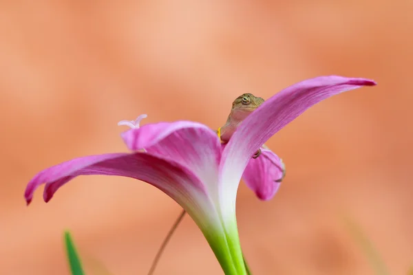Рептилия на цветке — стоковое фото
