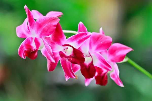 Orquídea tailandesa — Fotografia de Stock