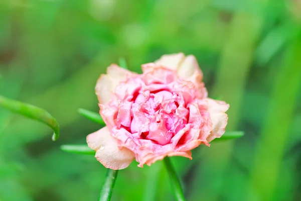 Portulaca flower — Stock Photo, Image