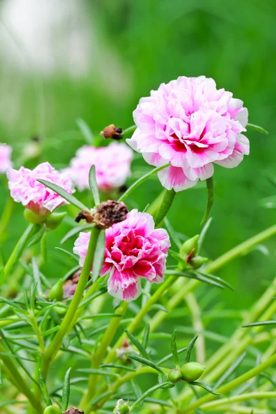 Портулакский цветок — стоковое фото